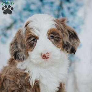 Izzy, Bernedoodle Puppy